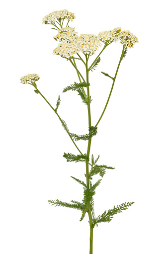 Achillea millefolium flower isolated on white background