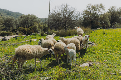panorama of sheep grazing in Axpe, Basque Country