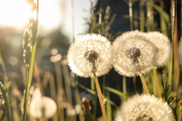 istock Beautiful fluffy dandelions outdoors on sunny day, closeup 1467938738