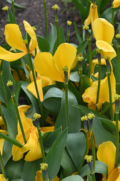 istock Yellow heart shaped tulip leaf in a field. 1467940106