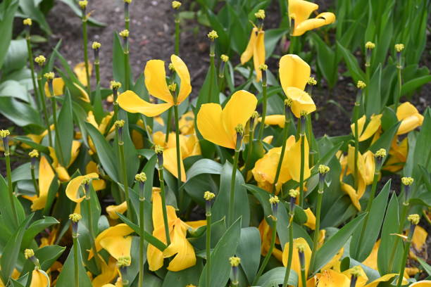 istock Yellow heart shaped tulip leaf in a field. 1467940113