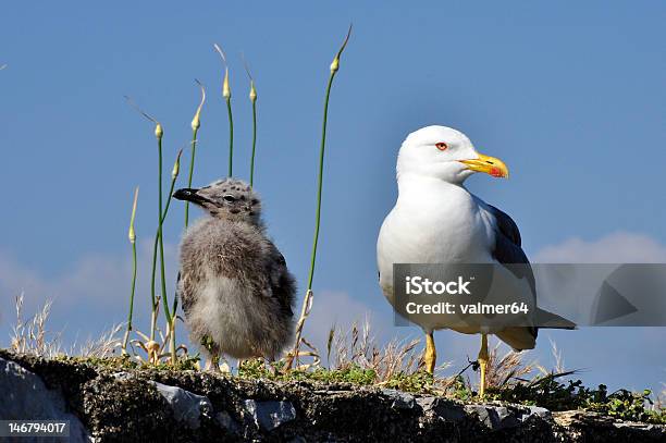 Gabbiano E La Sua Chick - Fotografie stock e altre immagini di Animale - Animale, Cielo, Composizione orizzontale