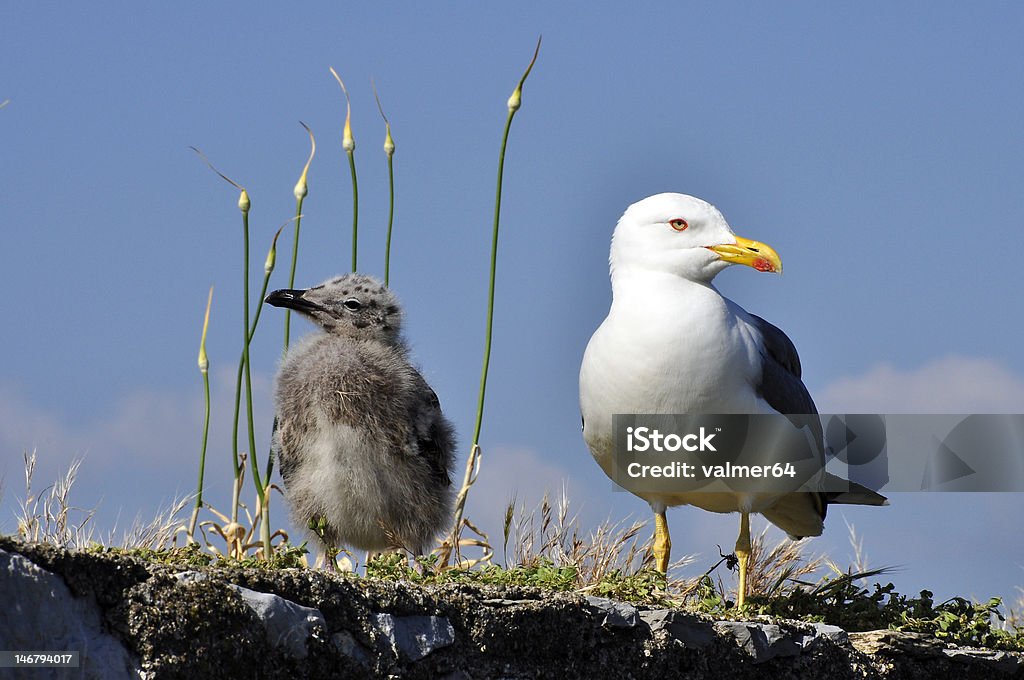 Чайка и его chick - Стоковые фото Горизонтальный роялти-фри