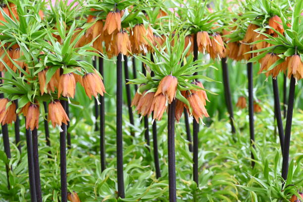 Orange Crown Imperial Lily, latin name Frittilaria imperialis. stock photo
