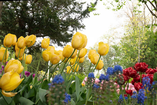 istock Park in The Spring.Tulips. Spring landscape. 1467940411