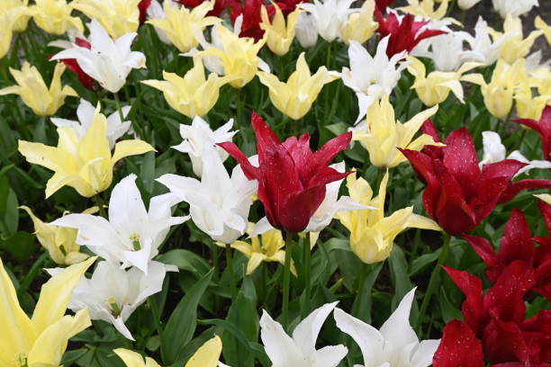 istock Red, yellow anf white tulips in tulip field. 1467940505