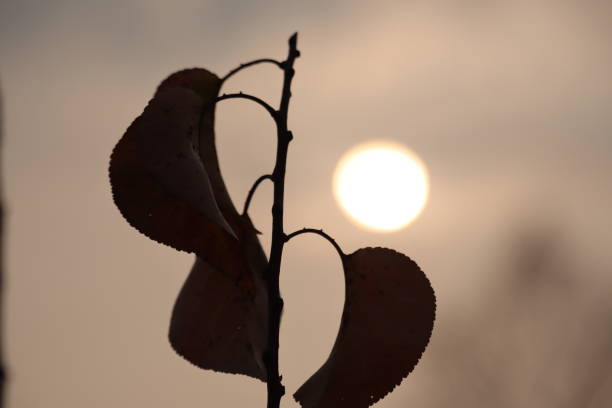 istock The silhouettes, The nature 1467941144