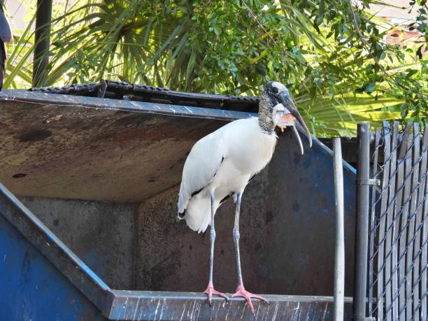 istock Wood Stork (Mycteria americana) - eating food from a waste dumpster 1467942245