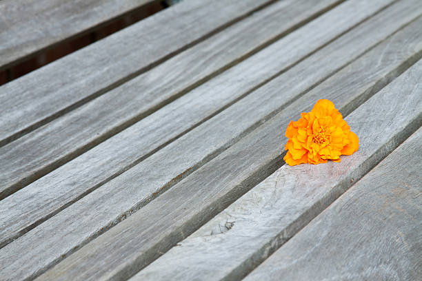 istock Lonely Flower on Park Bench 146794348
