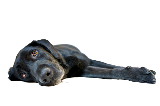 Front view of a pretty black labrador retriever  dog languidly lying on the side and looking at the camera with a great candor and soul on a white background.
