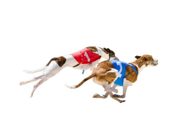 2 beeindruckende laufwindhunde - windhund stock-fotos und bilder