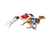 2 impressive running greyhounds