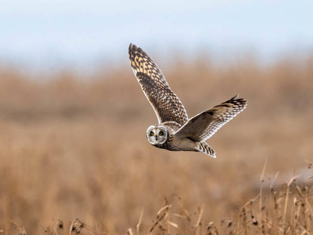 istock Short-eared owl flying in the air 1467944431
