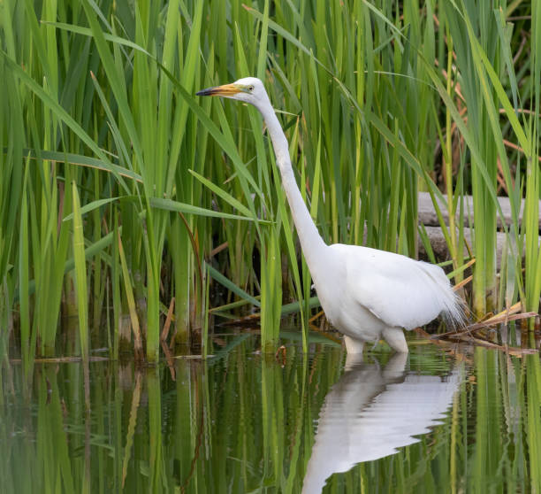 grande aigrette, ardea alba. un oiseau marche en eau peu profonde le long du rivage et attrape des poissons ou des grenouilles - wading snowy egret egret bird photos et images de collection