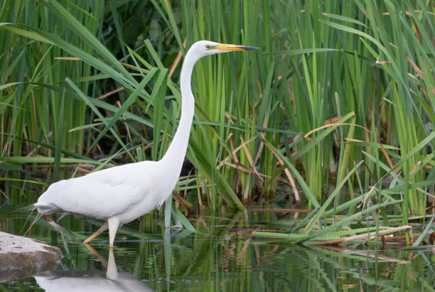 grande aigrette, ardea alba. un oiseau marche en eau peu profonde le long du rivage et attrape des poissons ou des grenouilles - wading snowy egret egret bird photos et images de collection