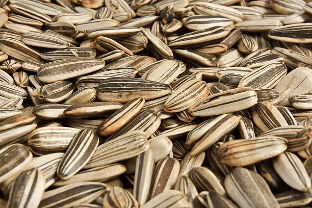 closeup of a pile of sunflower seeds filling the entire view