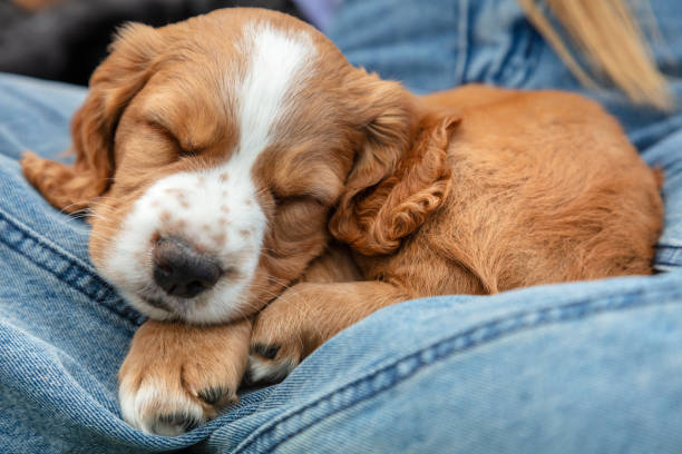 Cute Brown Spaniel Puppy Dog Sleeping On Denim Jeans Lap - fotografia de stock