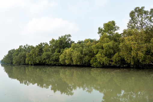 Sundarbans is a tidal wetland forest delta with an area of about 10,200 square km across India and Bangladesh. this photo was taken from Bangladesh.