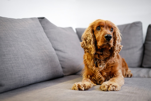 A full shot of a read cocker spaniel lying down on a grey sofa looking at the camera.