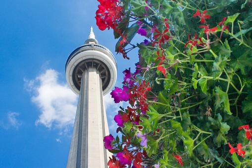The CN tower in Toronto, seen against a bright blue sky and a foreground of red and purple flowers