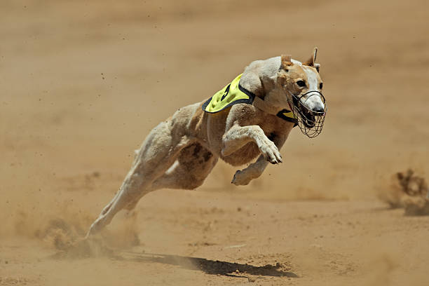 Sprinting greyhound racing dog on dirt Greyhound at full speed during a race greyhound stock pictures, royalty-free photos & images