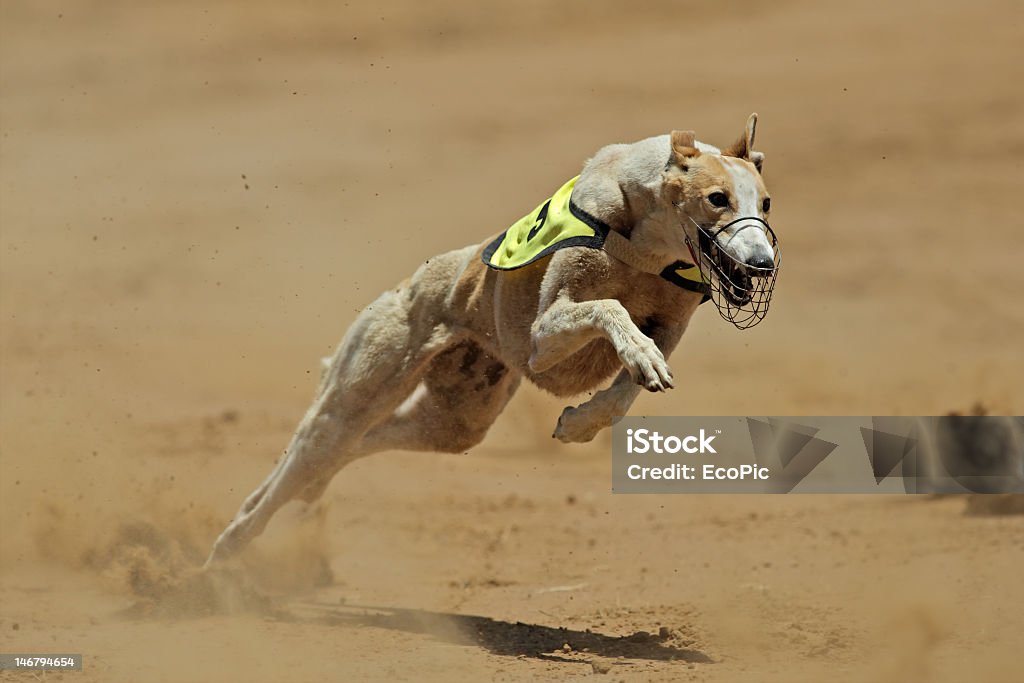 Corrida de Velocidade Galgo - Royalty-free Galgo Foto de stock