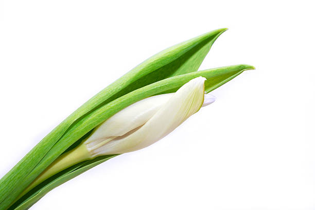 White Tulips stock photo