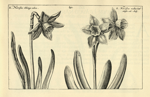 Vintage illustration, Botanical art print of Broad leaved Narcissus, daffodil, from Hortus Floridus by Crispin de Passe, 17th Century