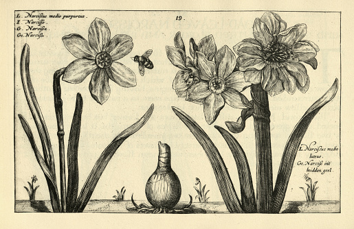 Vintage illustration Botanical art print of Narcissus tenuifolius, bulbous herbaceous perennials, from Hortus Floridus by Crispin de Passe, 17th Century