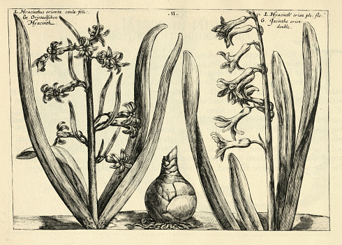 Vintage illustration Botanical print of Hyacinthus orientalis, Common hyacinth, from Hortus Floridus by Crispin de Passe, 17th Cnetury