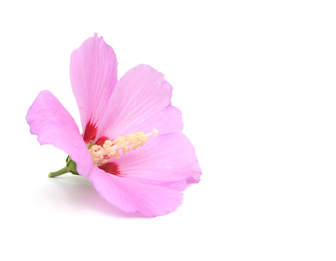 A pink hibiscus flower isolated white