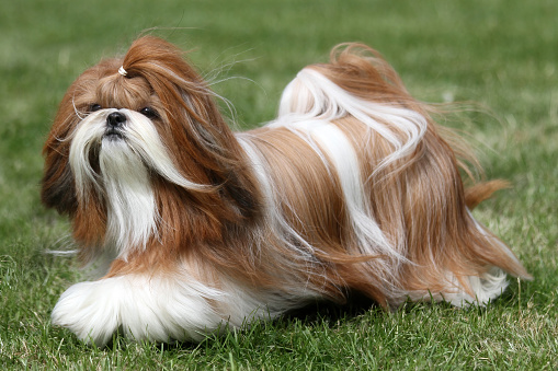Long haired Shih Tzu dog moving on grass