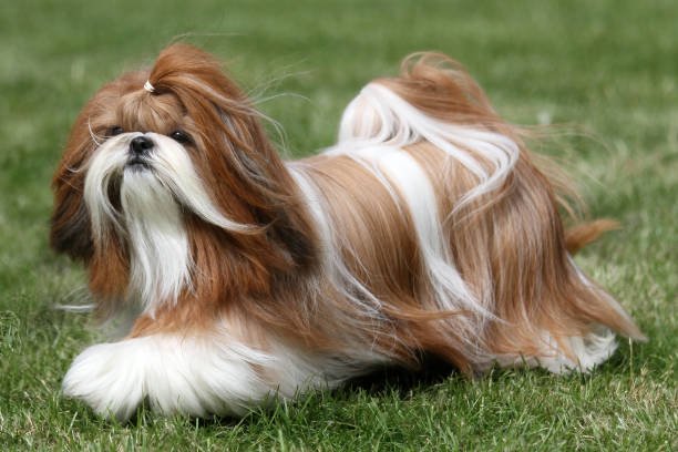 Red and white Shih Tzu dog Long haired Shih Tzu dog moving on grass shih tzu stock pictures, royalty-free photos & images