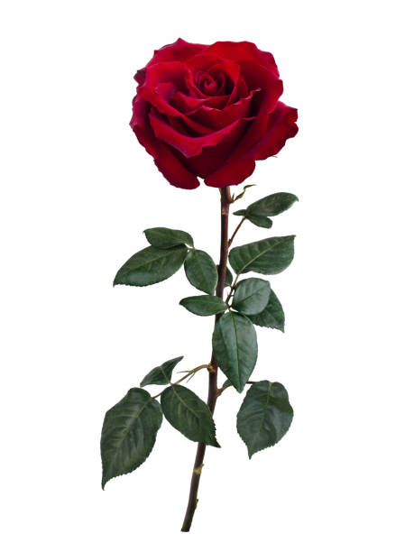 istock Dark red rose with green leaves isolated on white 1467947701