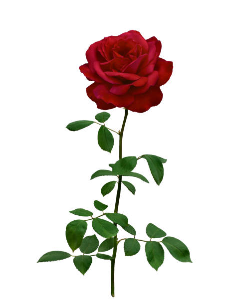 istock Dark red rose with green leaves isolated on white 1467947713