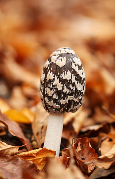 Beautiful mushroom between fallen leaves stock photo