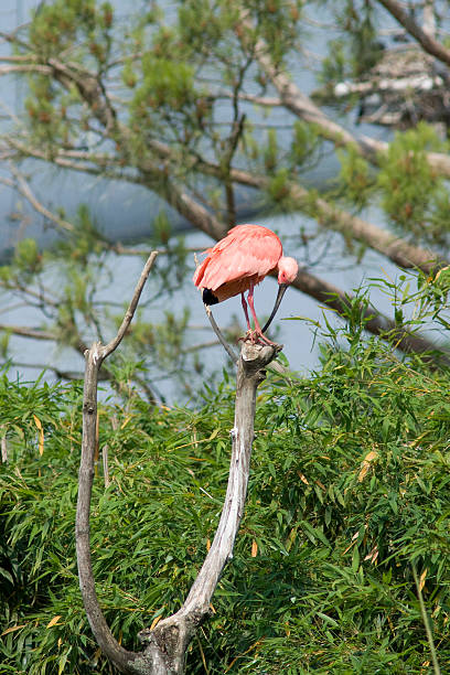 Fenicottero Rosa - foto stock