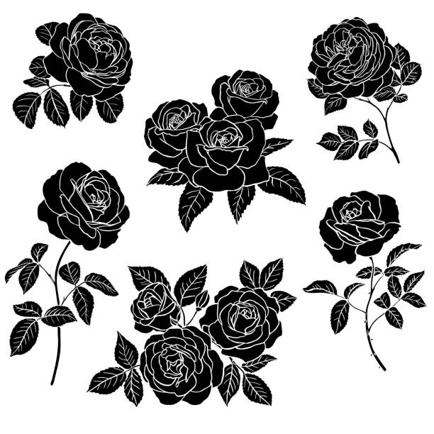 ilustraciones, imágenes clip art, dibujos animados e iconos de stock de silueta de rosa negro - silhouette beautiful flower head close up