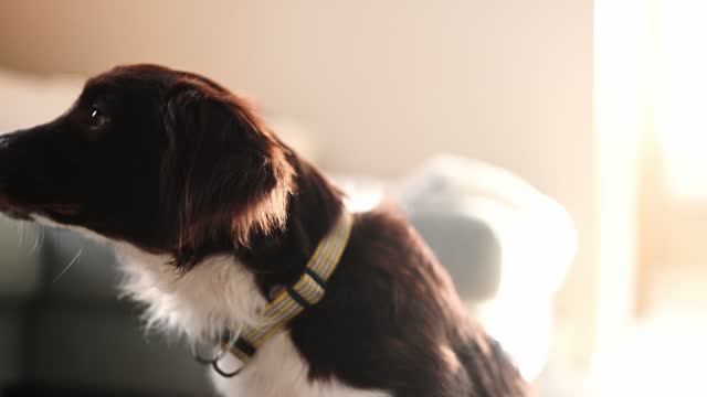 Close-up of curious spaniel in natural light looking into camera.