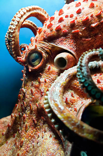 Close-up photo of an octopus showing it's tentacles Detail view of a giant octopus (Enteroctopus) octopus giant octopus sea horror stock pictures, royalty-free photos & images