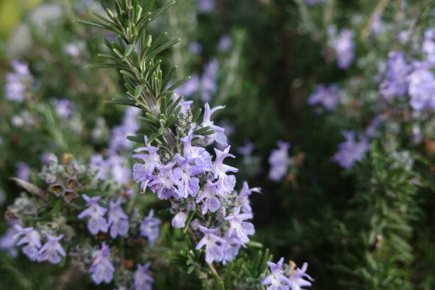 fiori di rosmarino in giardino o frutteto, rosmarino in fiore - rosemary herb vegetable garden herbal medicine foto e immagini stock