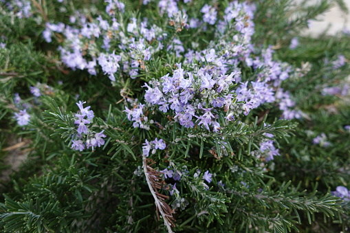 rosemary flowers in the garden or orchard, blooming rosemary with pollinators and bee