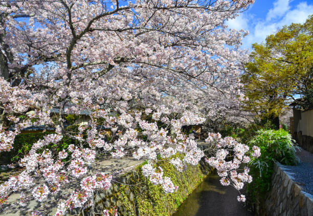 istock Cherry blossom (hanami) in Kyoto, Japan 1467953811