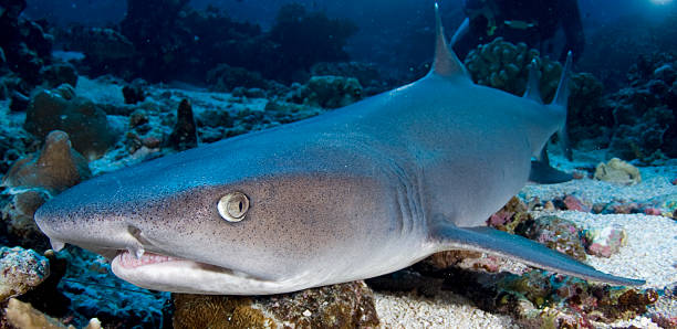 weißspitzenhai - whitetip reef shark stock-fotos und bilder