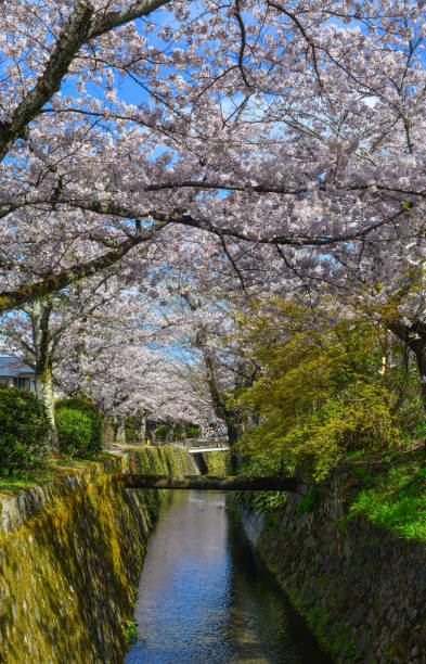 istock Cherry blossom (hanami) in Kyoto, Japan 1467954258