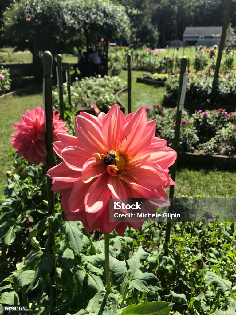 Bee-ing on a Dahlia Nature Beauty Stock Photo