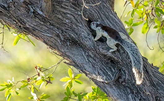 Lemur kata sitting on branch in bushy vegetation and watching over.