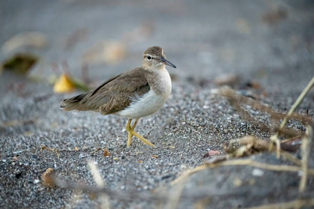 istock Spotted Sandpiper on a beach in Costa RIca 1467955159