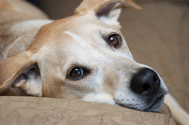 istock Golden Retriver Portrait 146795543