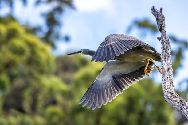 A white faced heron, egretta novaehollandiae, takes flight from a tree. At Kennett River, on the Great Ocean Road, Australia.